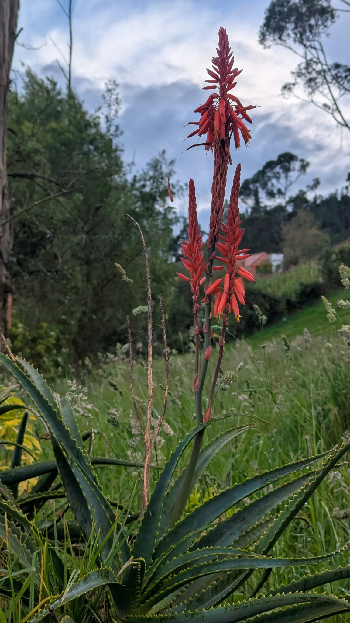 A red flower spike rises beside a trail with green plants around it.
