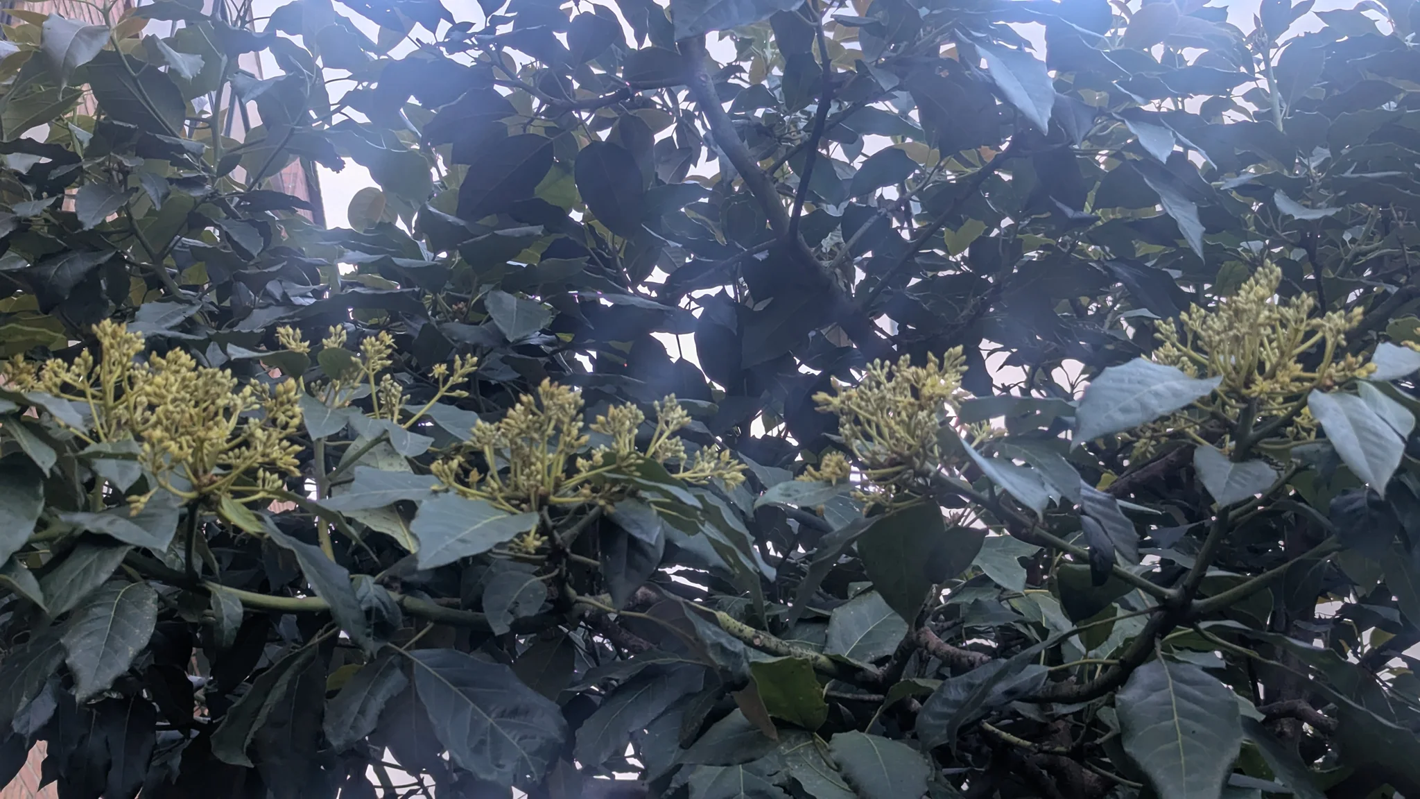 White blossoms scattered across dense green branches.