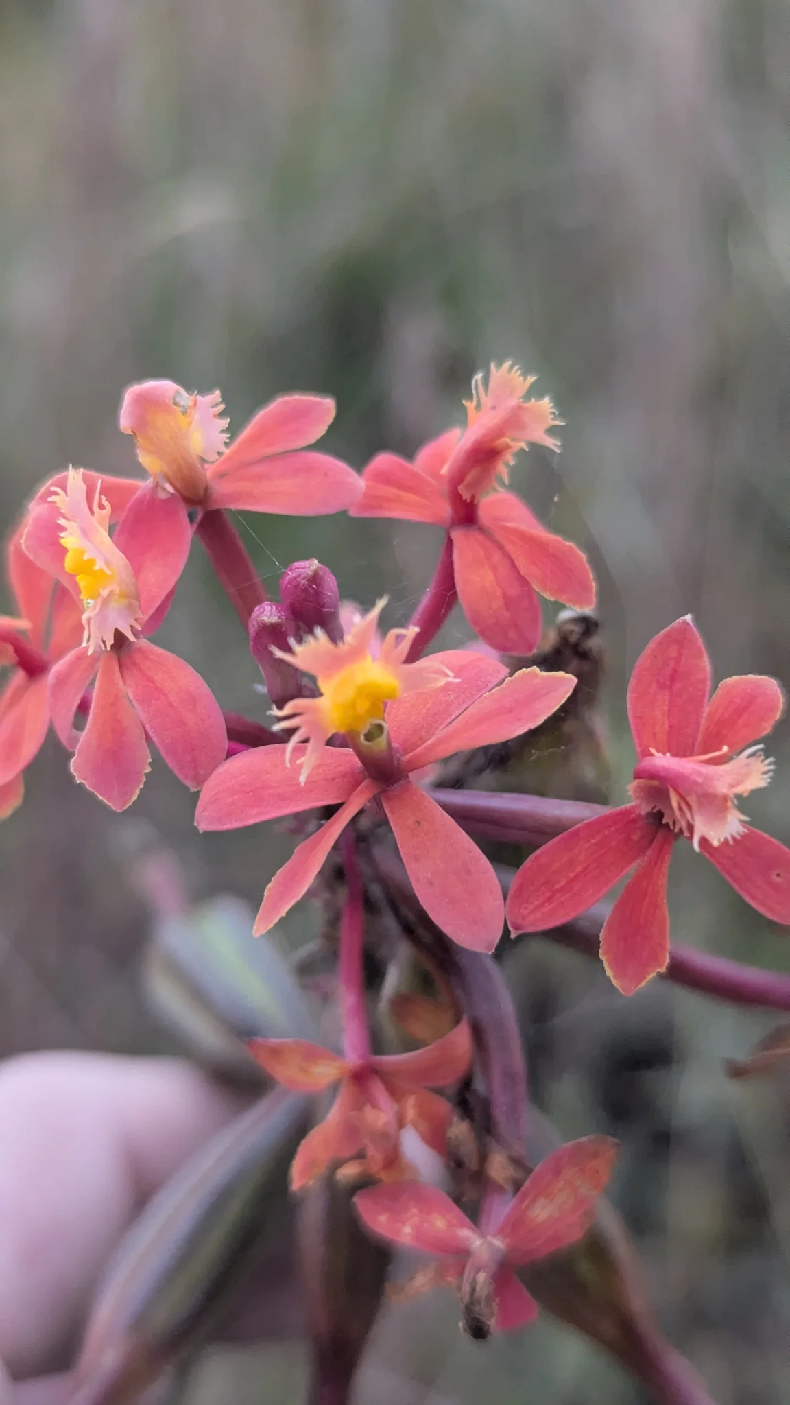 A cluster of pink flowers blooms among green leaves.