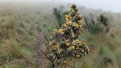 Yellow flowers cluster on a shrub in foggy highland grass.