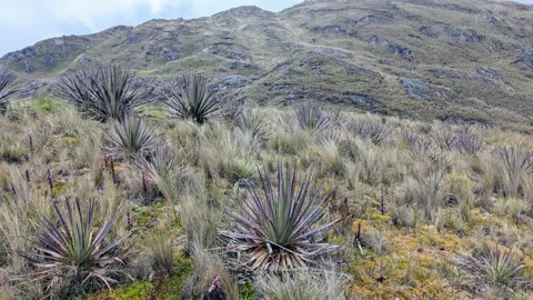 Spiky paramo plants spread across rolling mountain slopes.