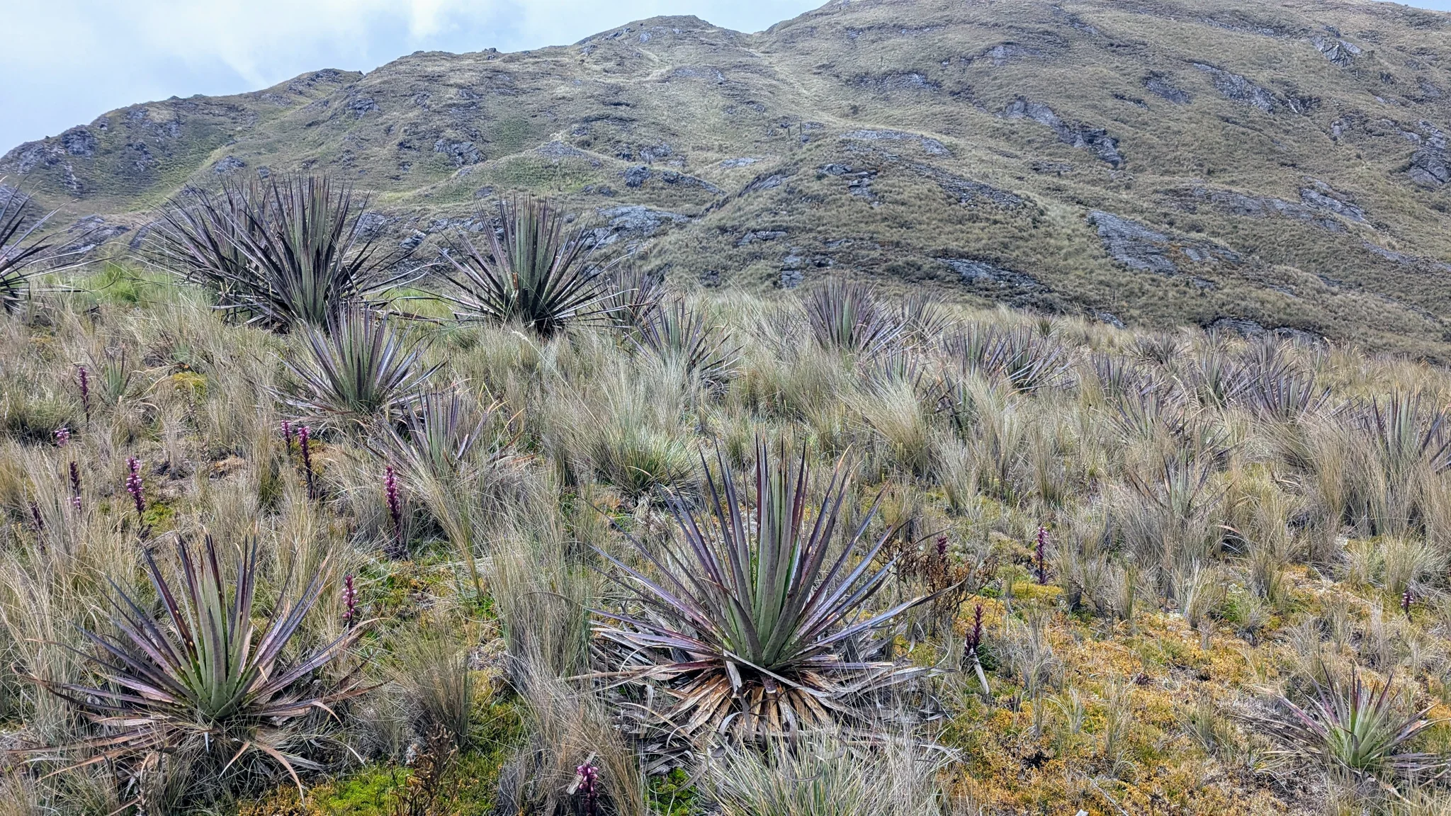 Spiky paramo plants spread across rolling mountain slopes.