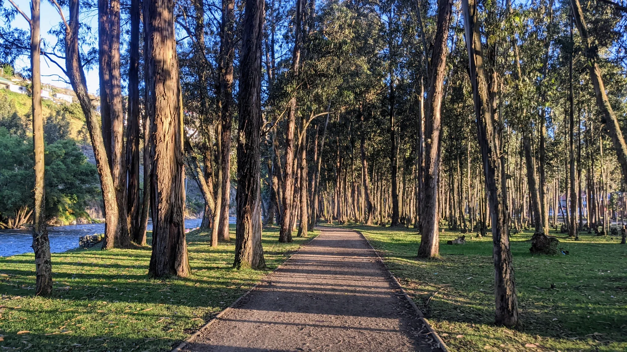 A paved park path runs through tall trees and grass.