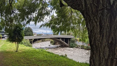 A large tree frames a river or creek bridge in a green park setting.