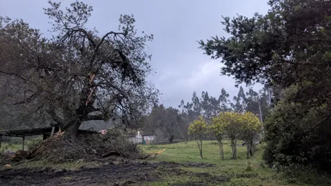 Large trees stand in a grassy park or open field.