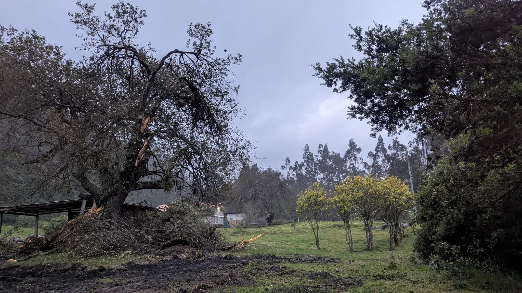 Large trees stand in a grassy park or open field.