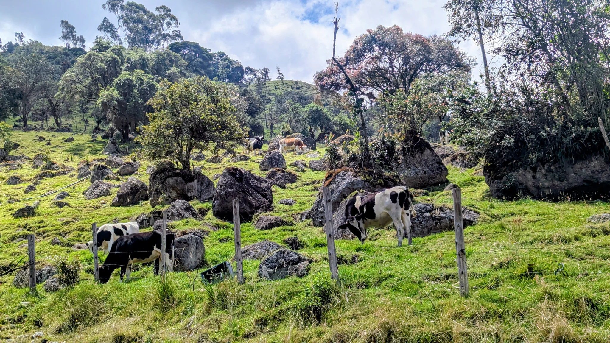 Cows graze on a green hillside beneath trees and clouds.