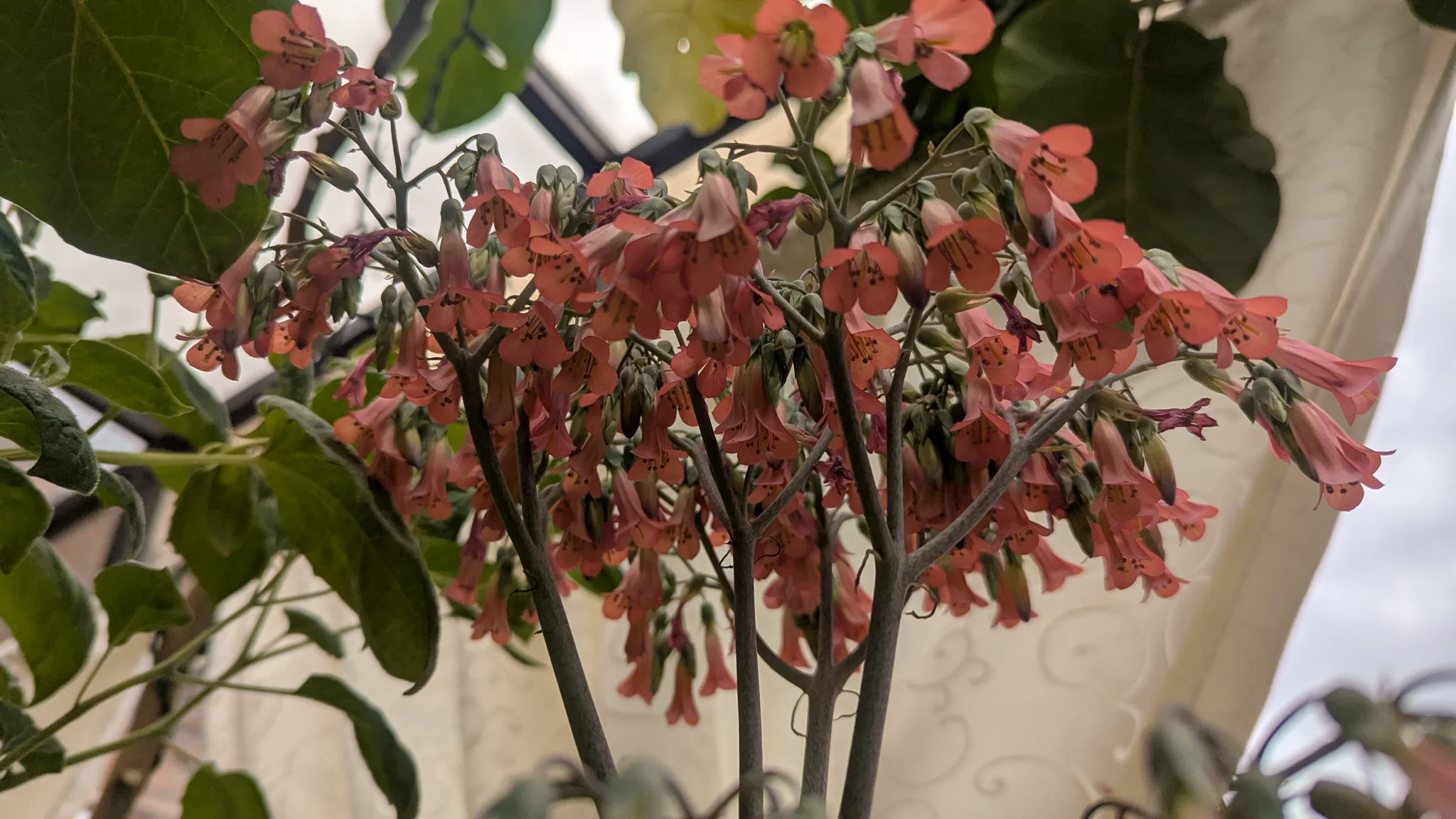 Red-pink flower cluster hanging from a leafy branch.
