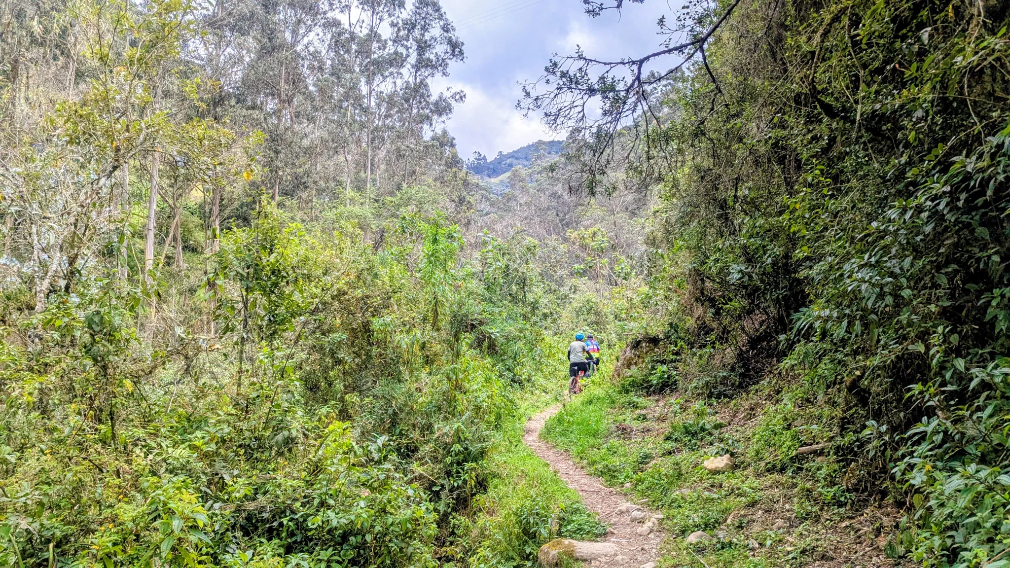 A narrow trail runs through dense green vegetation and shrubs.