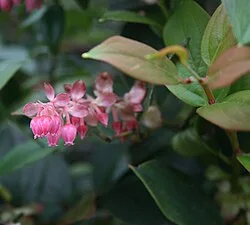 Reference photograph of Gaultheria erecta