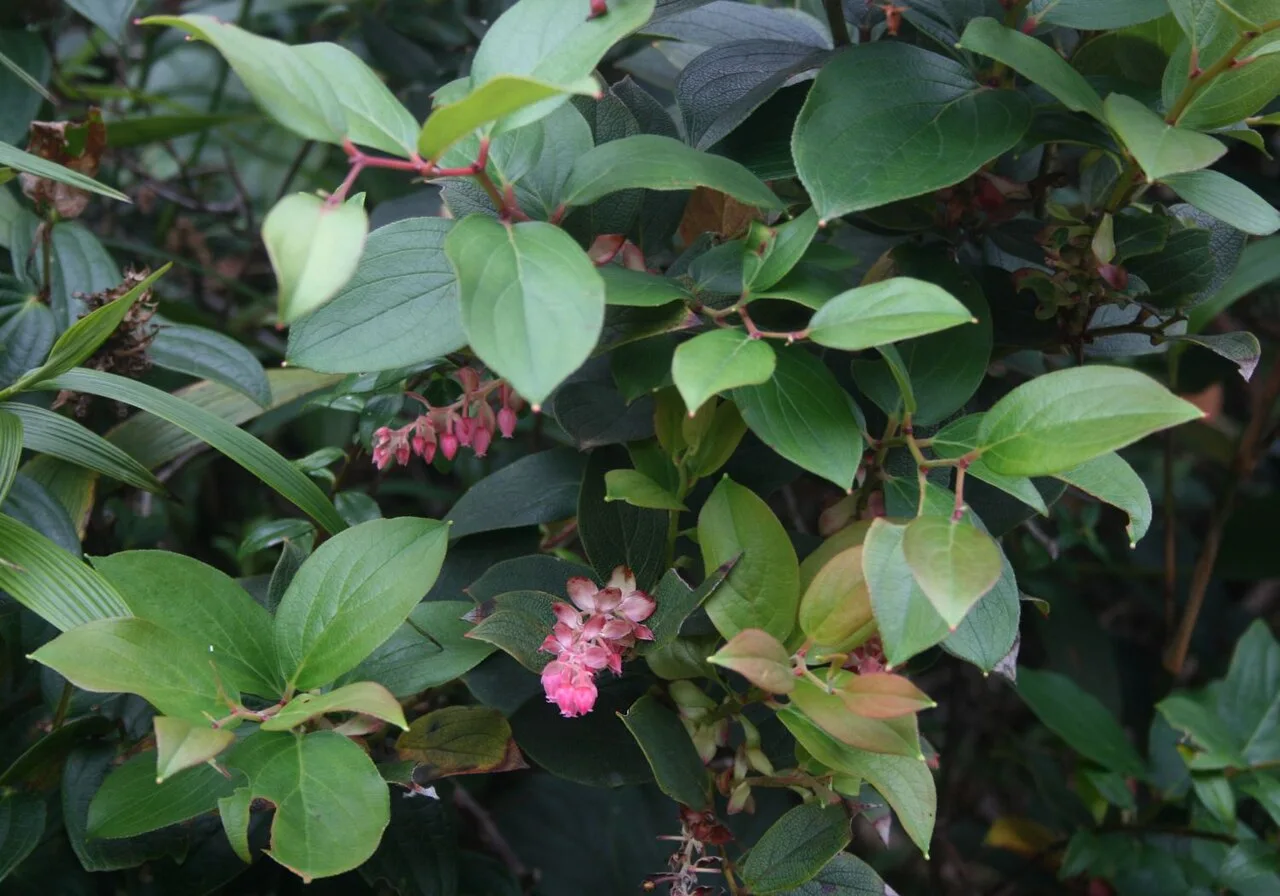 Reference photograph of Gaultheria erecta