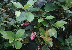 Reference photograph of Gaultheria erecta