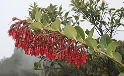 Reference photograph of Macleania rupestris
