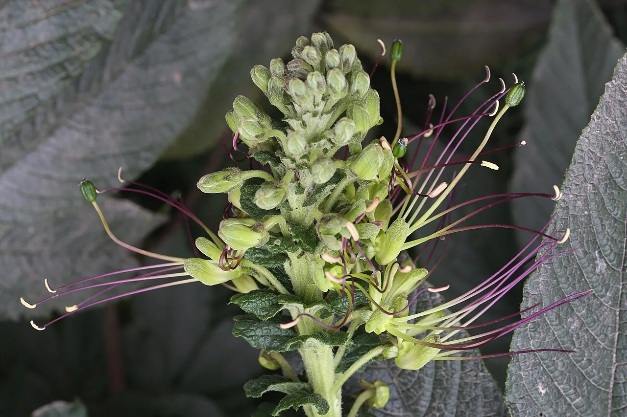 Reference photograph of Cleome anomala