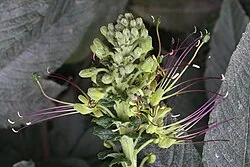 Reference photograph of Cleome anomala