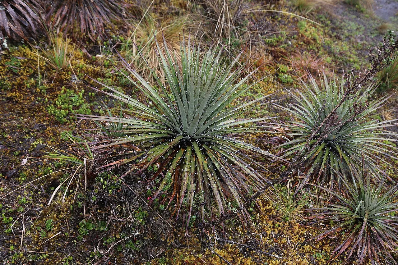 Reference photograph of Puya hamata