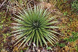 Reference photograph of Puya hamata