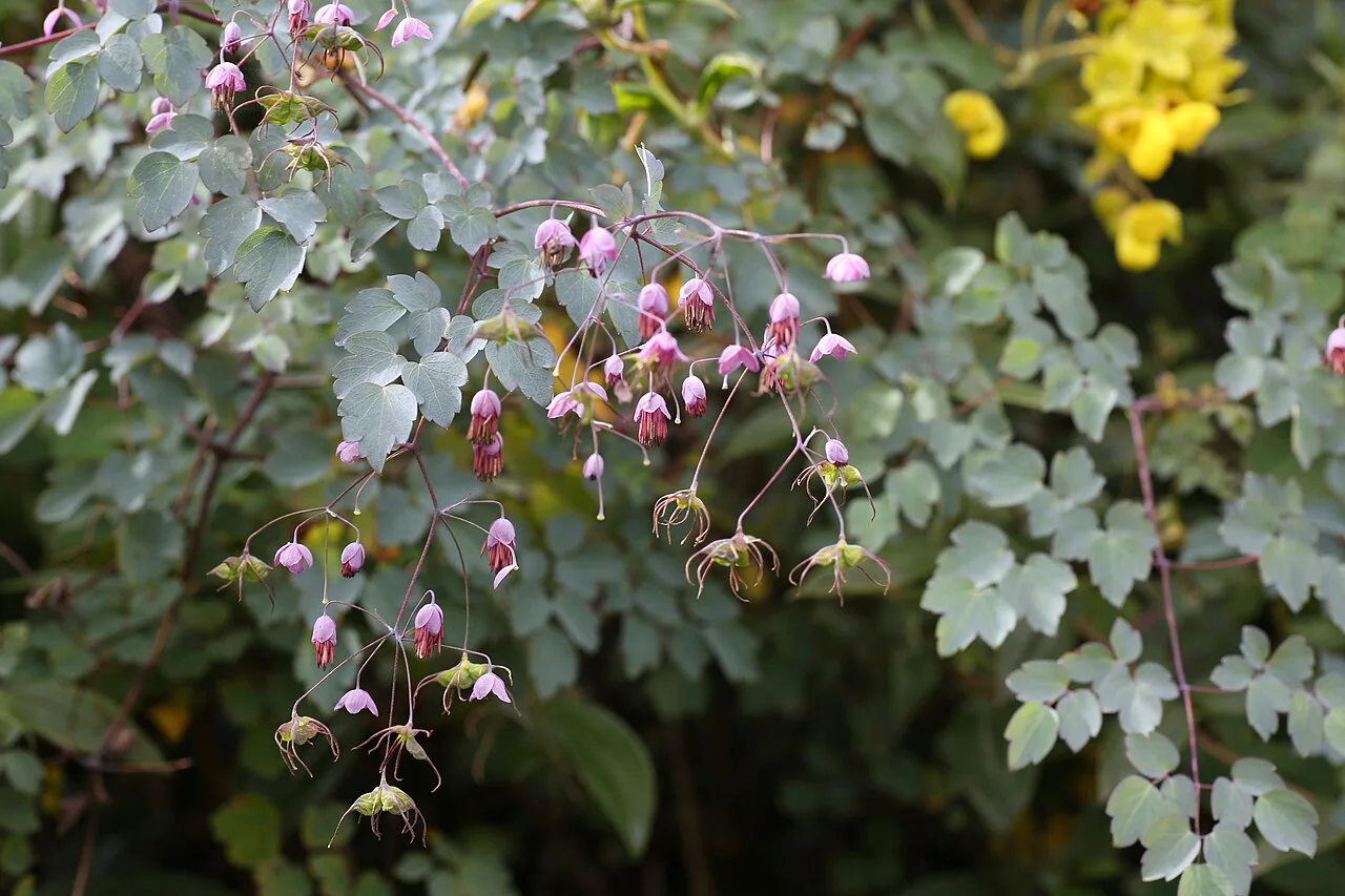 Reference photograph of Thalictrum podocarpum