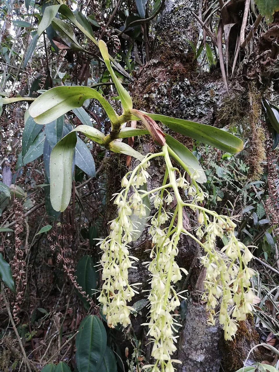 Reference photograph of Epidendrum excisum