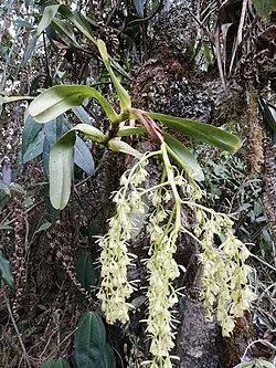 Reference photograph of Epidendrum excisum