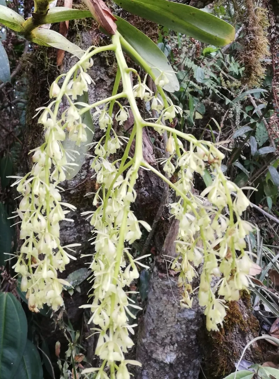 Reference photograph of Epidendrum excisum