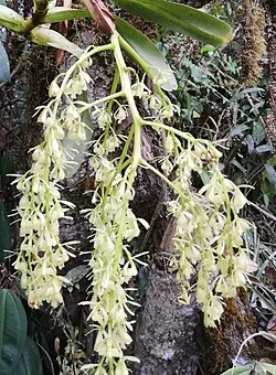 Reference photograph of Epidendrum excisum