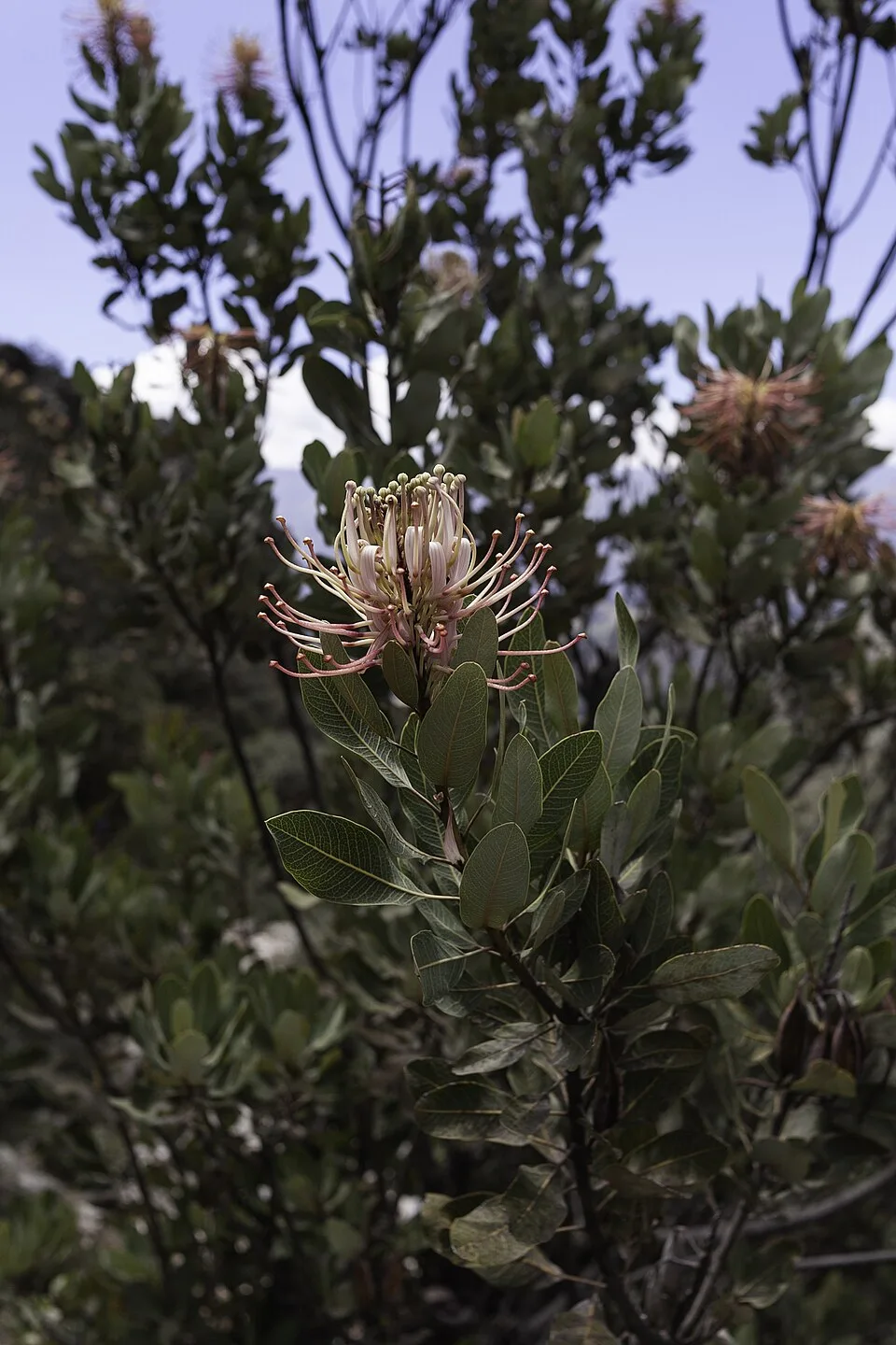 Reference photograph of Oreocallis grandiflora