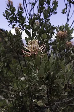 Reference photograph of Oreocallis grandiflora
