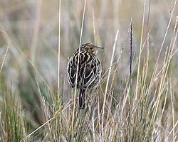 Reference photograph of Anthus bogotensis