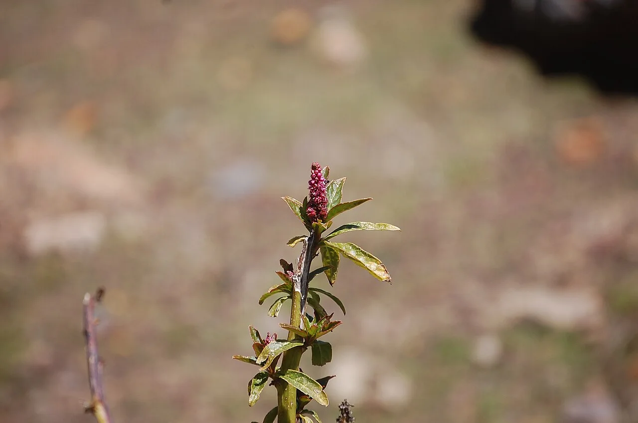 Reference photograph of Phytolacca bogotensis