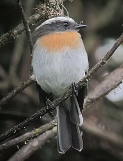 Reference photograph of Ochthoeca rufipectoralis