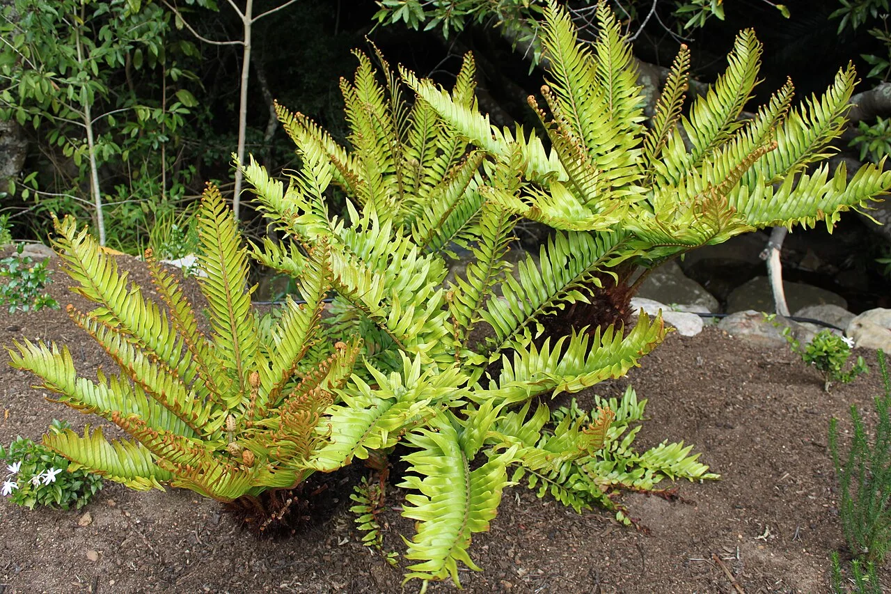 Reference photograph of Lomariocycas tabularis
