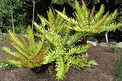 Reference photograph of Lomariocycas tabularis