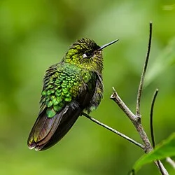 Reference photograph of Metallura tyrianthina