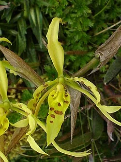 Reference photograph of Cyrtochilum pardinum