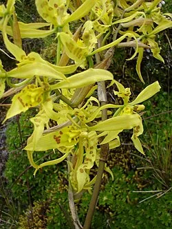 Reference photograph of Cyrtochilum pardinum