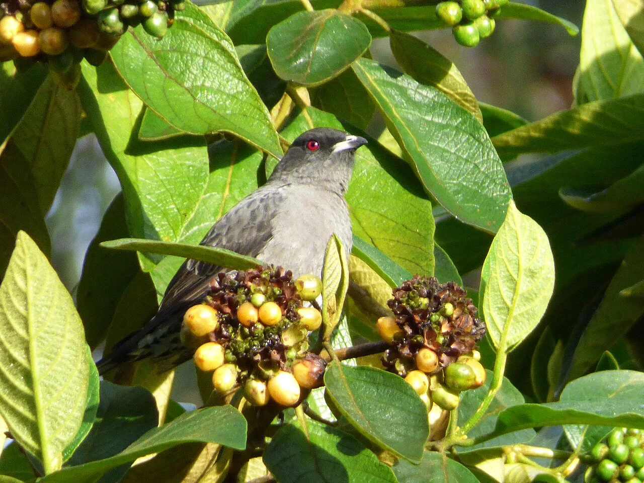 Reference photograph of Ampelion rubrocristatus