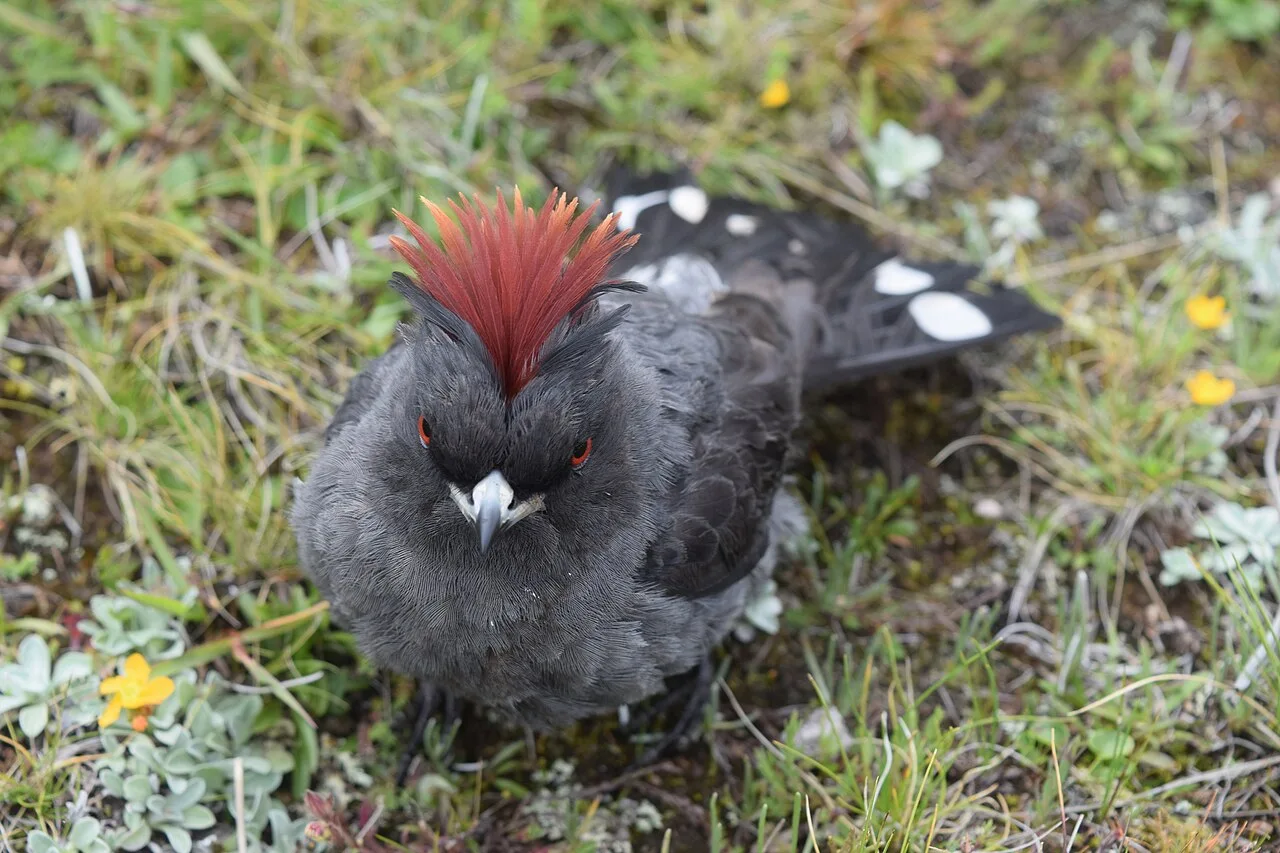 Reference photograph of Ampelion rubrocristatus