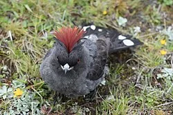 Reference photograph of Ampelion rubrocristatus