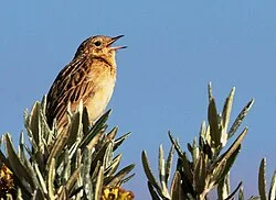 Reference photograph of Anthus bogotensis