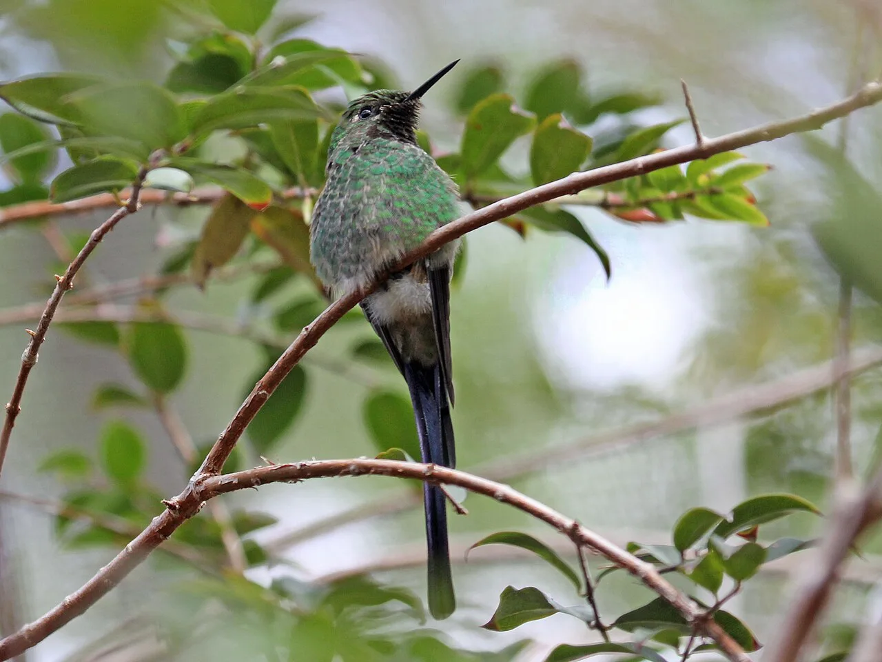 Reference photograph of Lesbia nuna