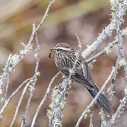 Reference photograph of Leptasthenura andicola