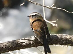 Reference photograph of Ochthoeca rufipectoralis