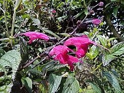 Reference photograph of Salvia quitensis
