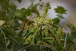 Reference photograph of Oreocallis grandiflora