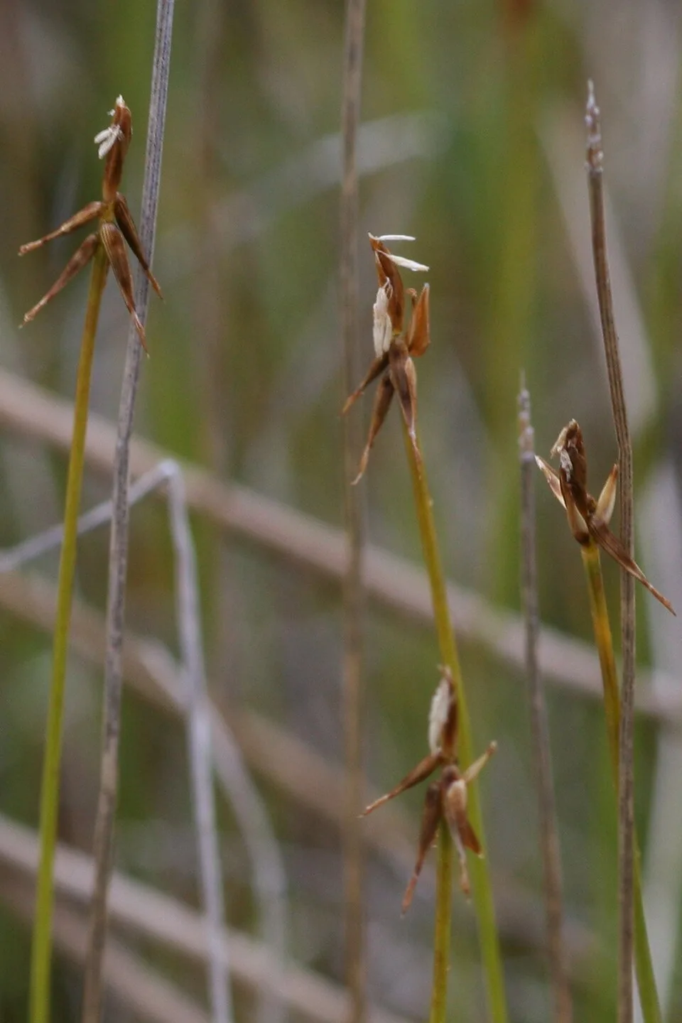 Reference photograph of Carex microglochin