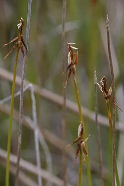 Reference photograph of Carex microglochin
