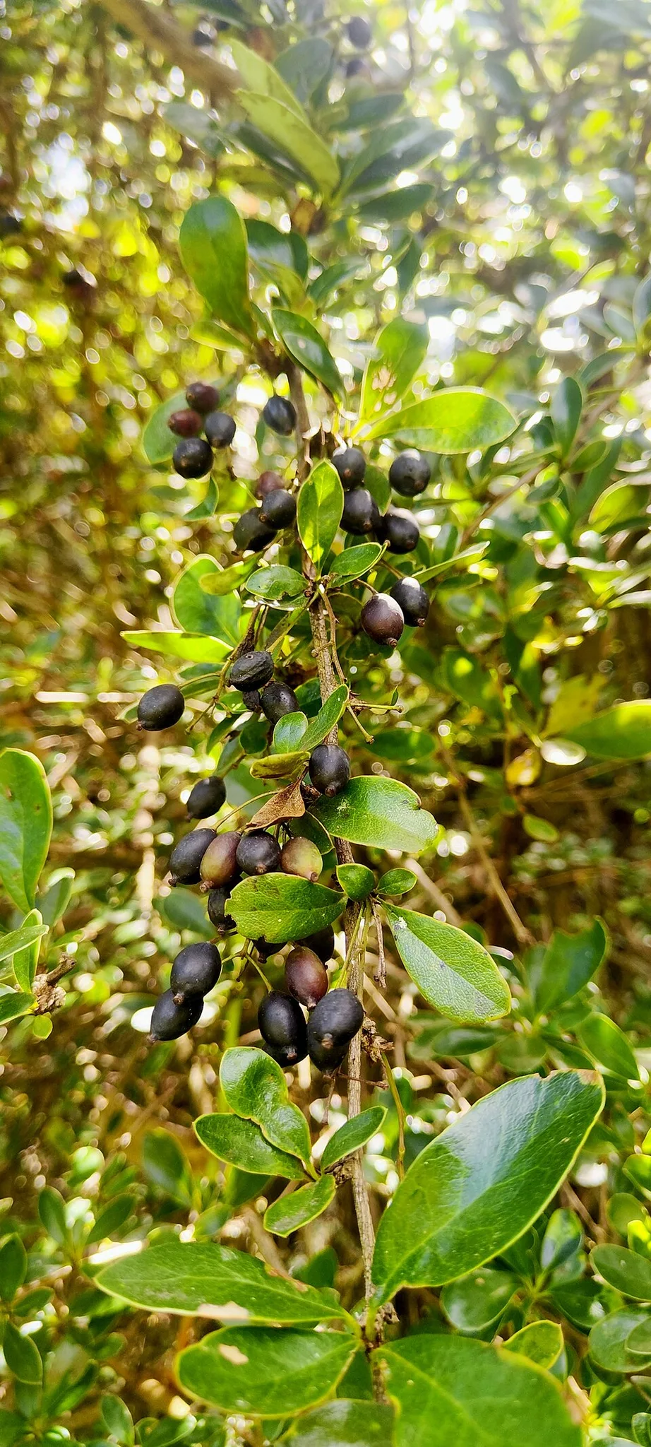Reference photograph of Berberis lutea
