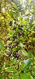 Reference photograph of Berberis lutea