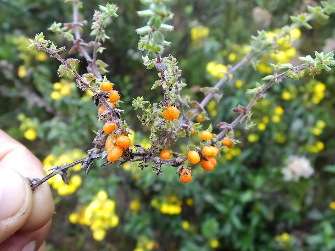 Reference photograph of Galium hypocarpium